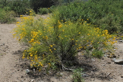 Senna aphylla