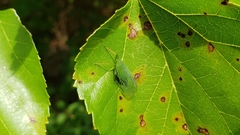 Rhynchomitra microrhina