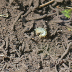 Gammarus