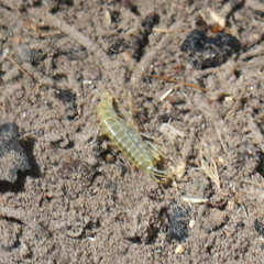 Gammarus