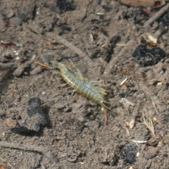 Gammarus