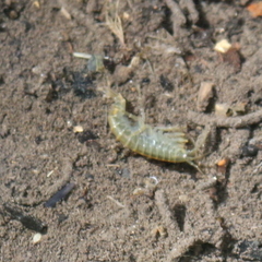 Gammarus