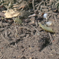 Gammarus
