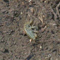 Gammarus
