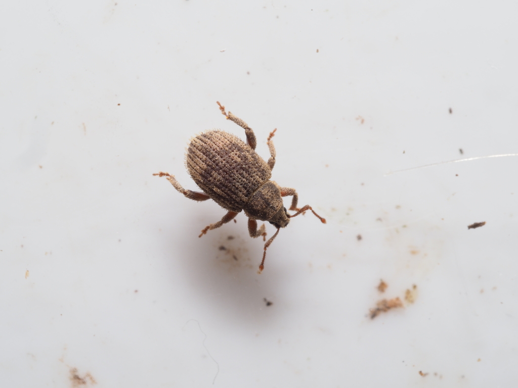 Caenopsis waltoni