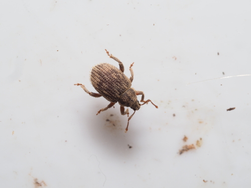 Caenopsis waltoni