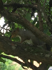 Sciurus carolinensis