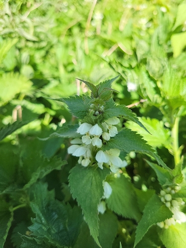 White deadnettle