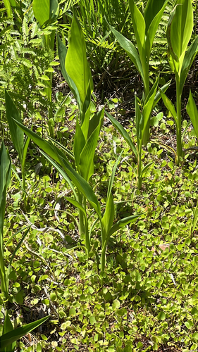Bandanna of the Everglades (Canna flaccida)