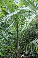 Astrocaryum mexicanum