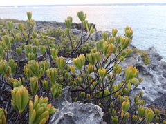 Suriana maritima