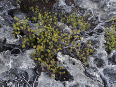 Suriana maritima