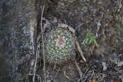 Parodia microsperma