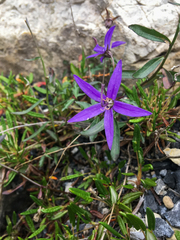 Campanula aurita