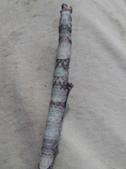 Parallelia bistriaris