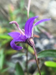 Campanula aurita