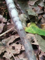 Parallelia bistriaris