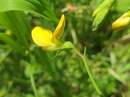 Image of Lathyrus annuus by (c) Clément Maouche, some rights reserved (CC BY)