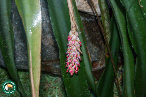 Aechmea bocainensis (Aechmea bocainensis)