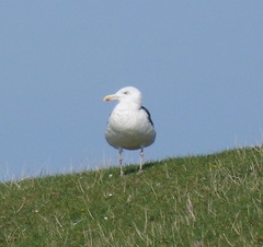 Larus marinus