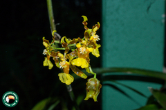 (c) Diogo Luiz, some rights reserved (CC BY) Oncidium baueri, photograph (c) Diogo Luiz, some rights reserved (CC BY)