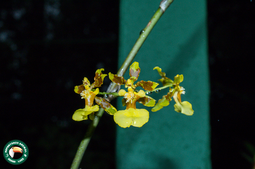 Oncidium baueri