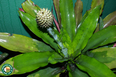 Aechmea pectinata, photograph (c) Diogo Luiz, some rights reserved (CC BY)