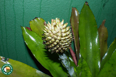 Aechmea pectinata, photograph (c) Diogo Luiz, some rights reserved (CC BY)