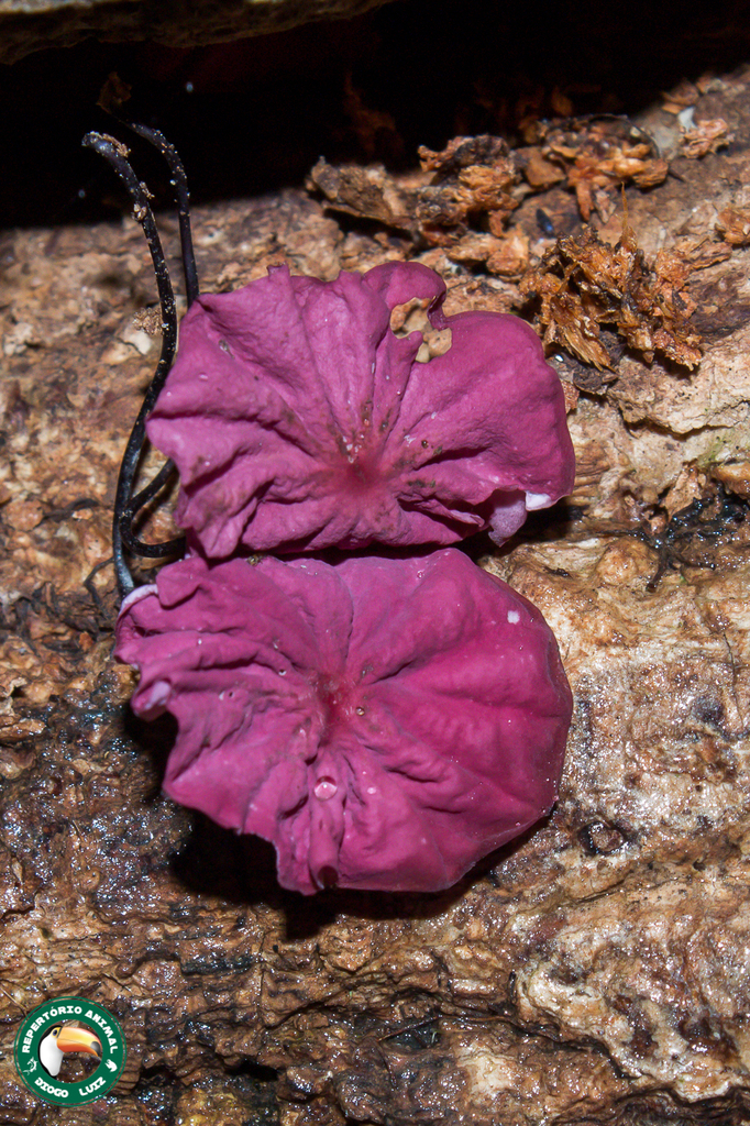 Marasmius haematocephalus · April 2025 · photo: © diogoluiz (iNaturalist, cc-by)