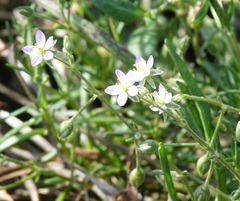 Spergularia