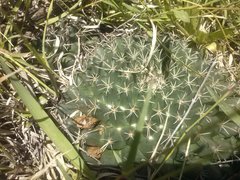 Mammillaria uncinata