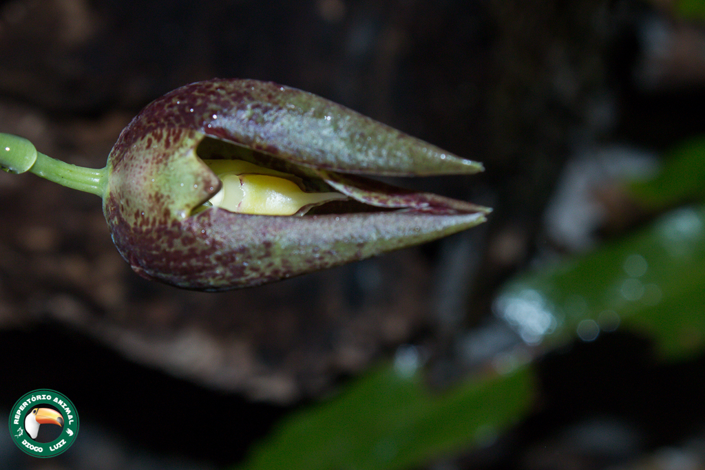 Catasetum cernuum