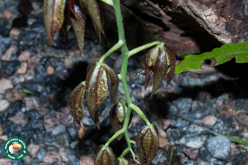 Foto de Catasetum cernuum