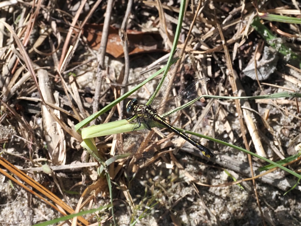 Piedmont Clubtail
