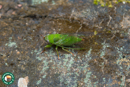 Parnisa haemorrhagica