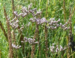 Limonium vulgare