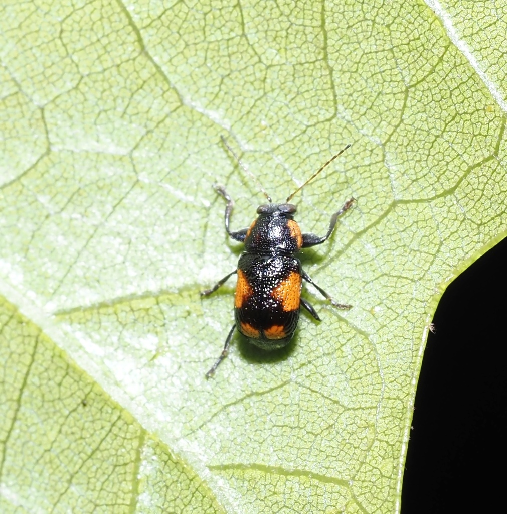 Pachybrachis dilatatus