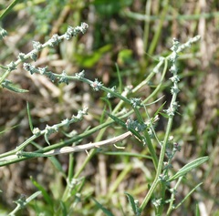 Atriplex laevis