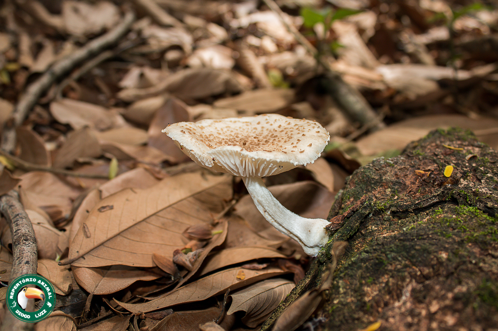 Oudemansiella cubensis · April 2025 · photo: © diogoluiz (iNaturalist, cc-by)