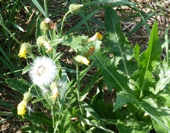 Sonchus arvensis