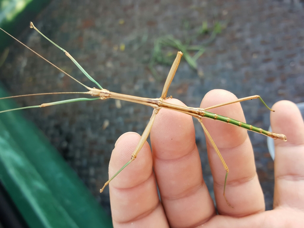 Diapheromera velii