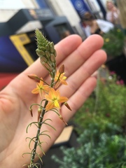 Bulbine frutescens