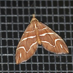 Chaetolopha leucophragma