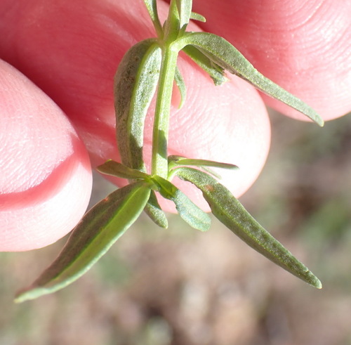 Image of Nemesia fruticans by (c) Nicola van Berkel, some rights reserved (CC BY-SA)