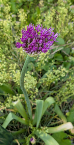Foto de Allium giganteum é conhecido como "alho-gigante"