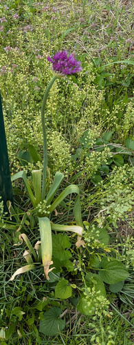 Foto de Allium giganteum é conhecido como "alho-gigante"