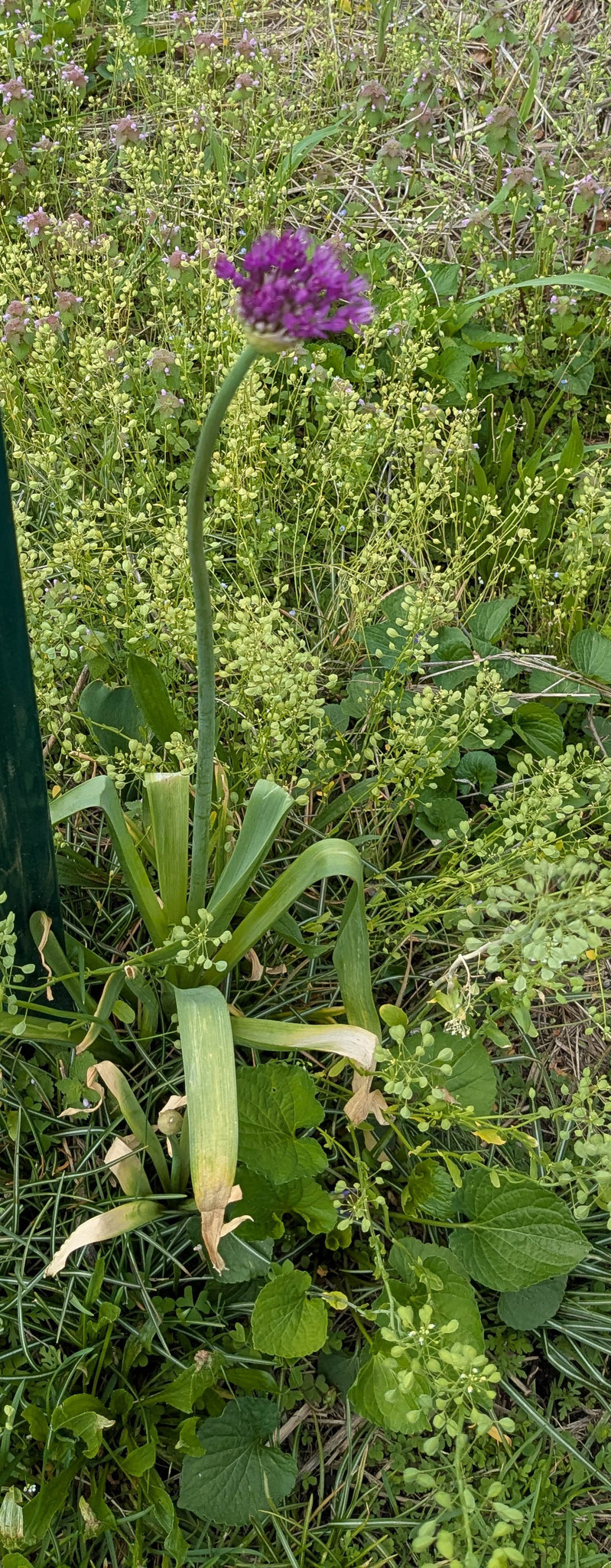Imagem de Allium giganteum é conhecido como "alho-gigante"