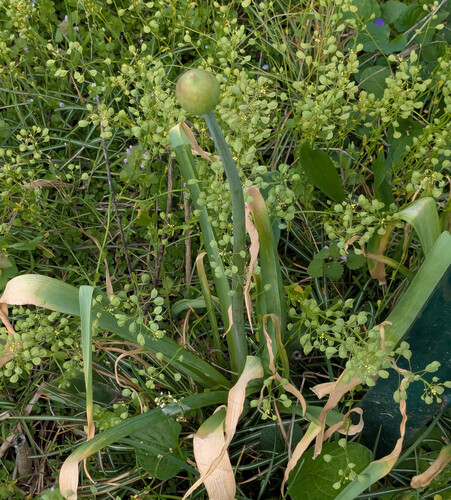 Foto de Allium giganteum é conhecido como "alho-gigante"
