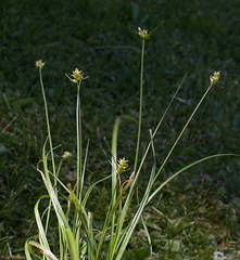 Carex leavenworthii