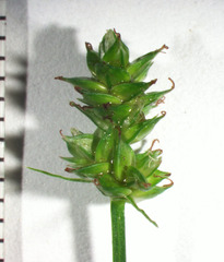 Carex leavenworthii